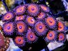 Metallic Salmon Zoanthids