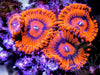 Fiery Embers Zoanthids