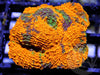 Super Orange Acan echinata