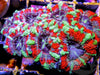 Christmas Wreath Acan lordhowensis