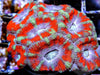 Crazy Cool Acan lordhowensis