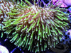 Green Polyp Toadstool Leathe