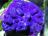 Deep Blue Rhodactis Mushroom