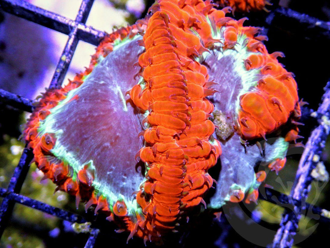 Blastomussa wellsi