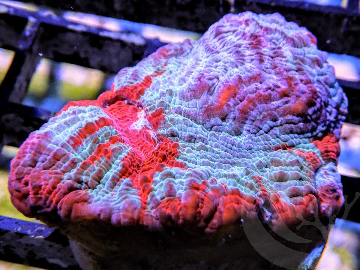 Fire and Ice Ridged Chalice