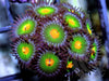 Orange Spot Zoanthids