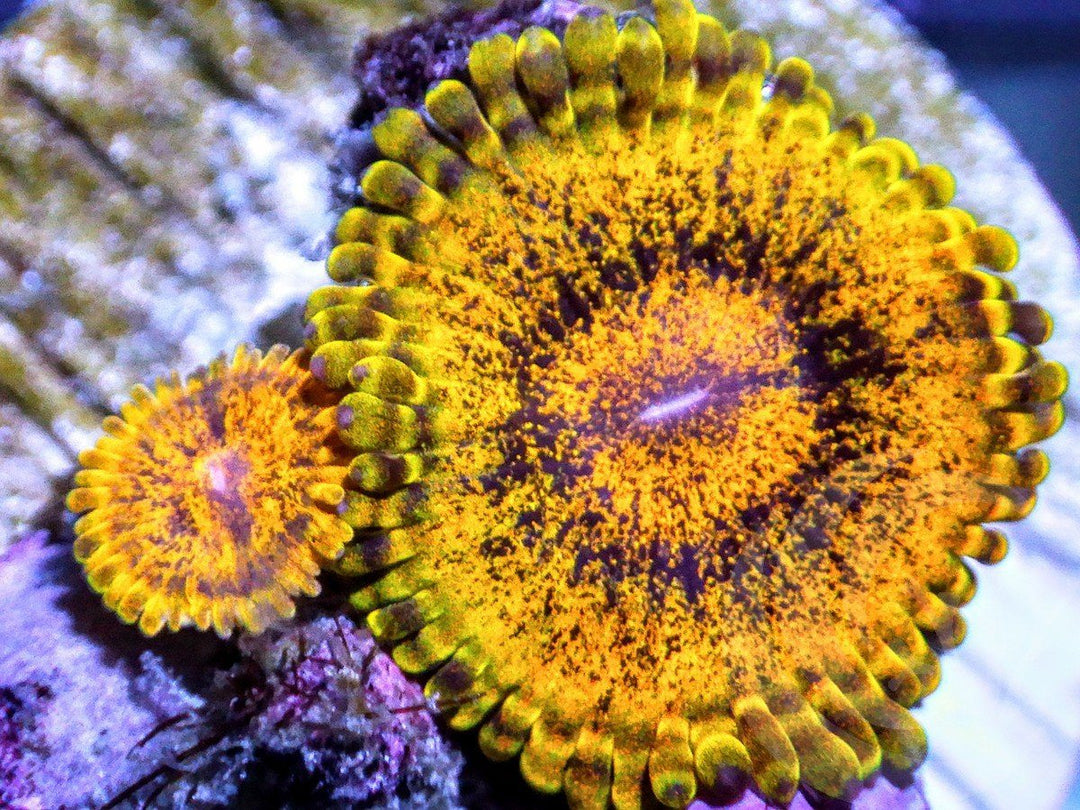 Gold Rush Zoanthids