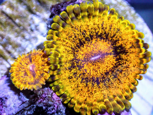 Gold Rush Zoanthids
