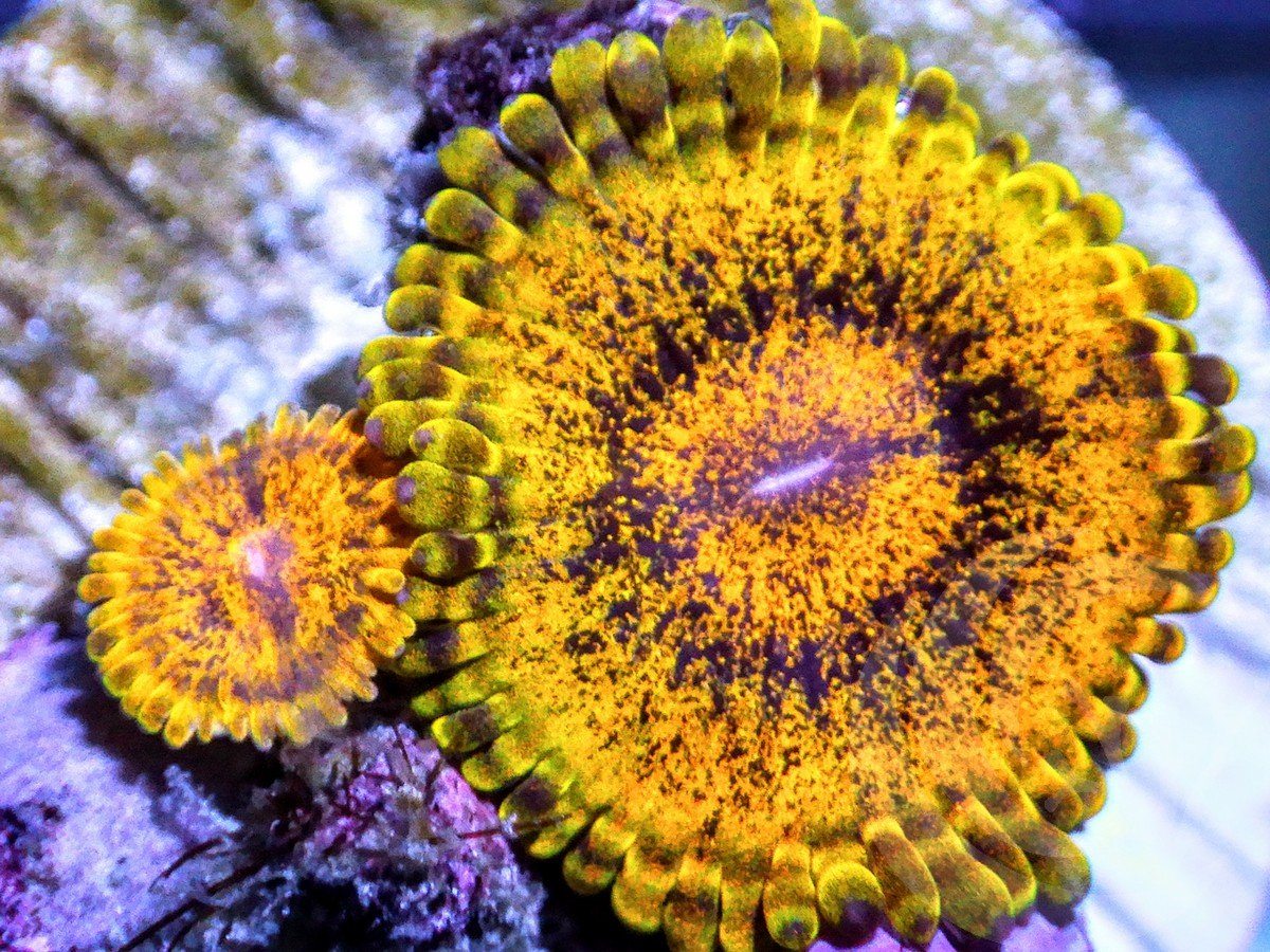 Gold Rush Zoanthids