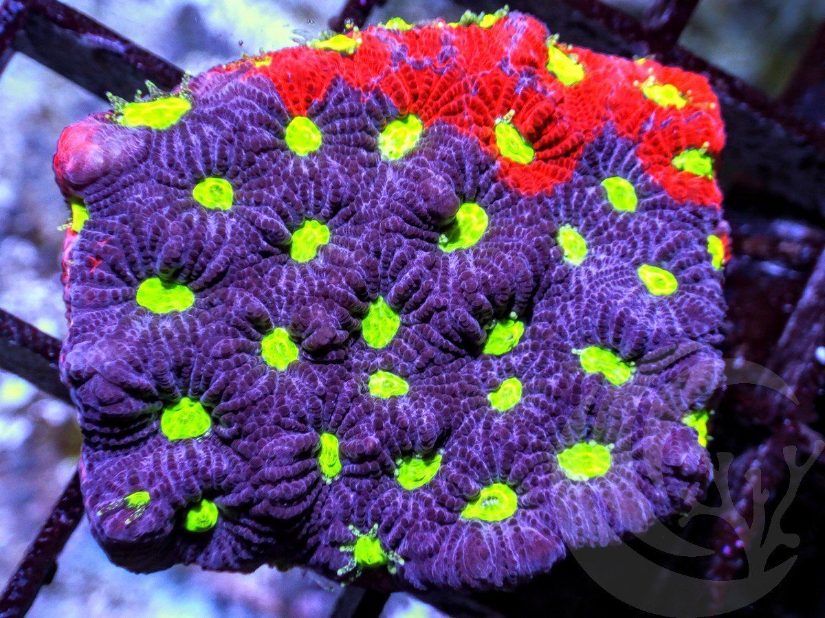 War coral favites