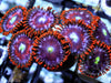 Red Strike Zoanthids