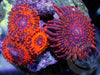 Dark Galaxy and Neon Red Zoanthids