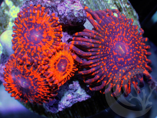 Dark Galaxy and Neon Red Zoanthids - Pacific East Aquaculture