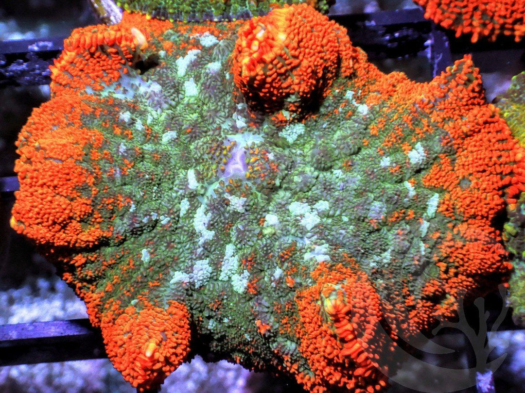 Rare Earth Rhodactis Mushroom