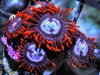 Fire and Ice Zoanthids