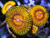 Gold Rush Zoanthids 