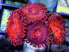 Dark Galaxy Zoanthids