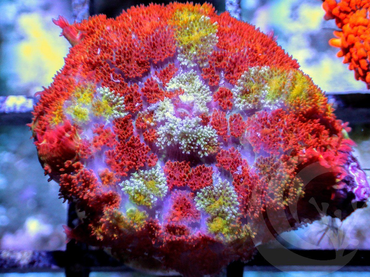 Incredible Red Carpet Mushroom