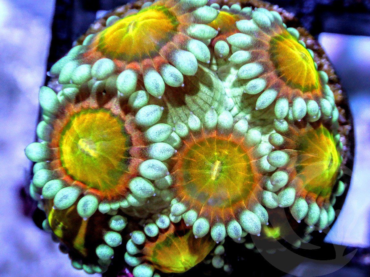 Ruby Nugget Alveopora