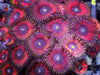 Salmon Zoanthids