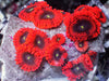 Super Red Zoanthids