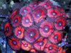 Jolly Rancher Zoanthids