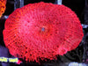 Super Red Discosoma Mushroom