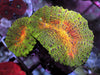 Tropical Rainbow Lobophyllia