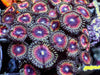 Strike Force Zoanthids