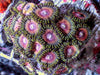 Pretty in Pink Zoanthids