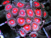 Jolly Rancher Zoanthids