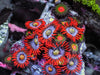 Fire and Ice Zoanthid Combo