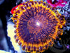 Dark Galaxy Krakatoa Zoanthid