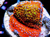 Rainbow Encrusting Montipora