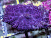 Blue-Purple Rhodactis Mushroom