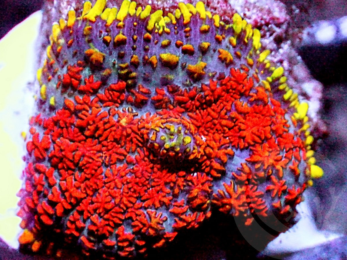 Two-Faced Rhodactis Mushroom