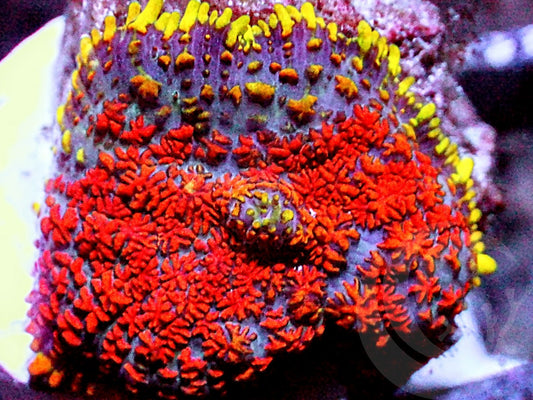 Two-Faced Rhodactis Mushroom