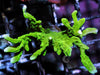 Green Branching Montipora