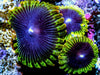 Royalty Zoanthids