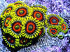 Whammin Watermelon Zoanthids