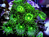 Bright Lime Zoanthids