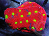 Rainbow War Coral Favites