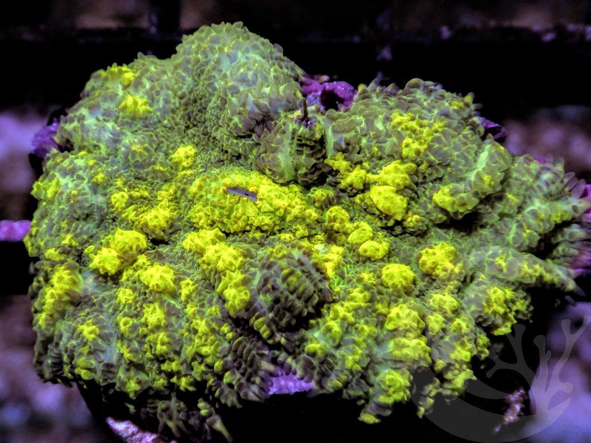 Bubbling Radioactive Glow Rhodactis Mushroom