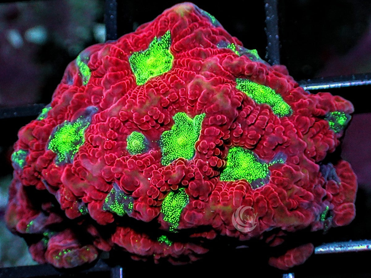 Strawberry Kiwi Favites