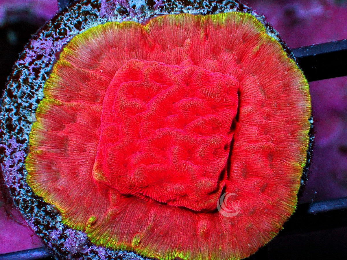 Yellow Rim Psammacora