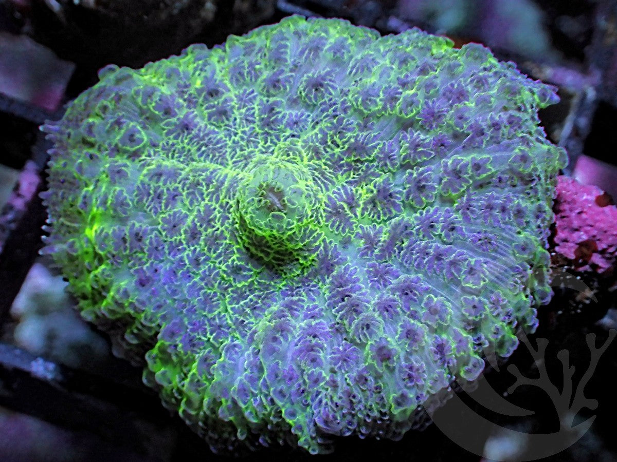 Violet Rhodactis Mushroom