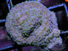 Green Polyp Carpet Plating Montipora