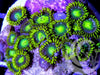 Radioactive Zoanthids