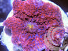 Red Krinkles Discosoma Mushroom