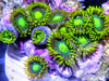 Radioactive Zoanthids